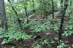 Vittseröd 15